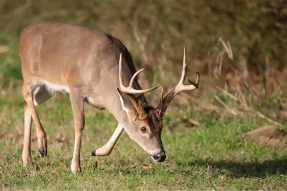 Alabama deer hunting