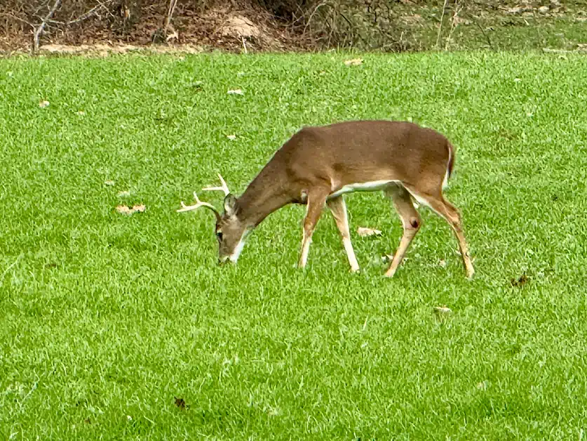alabama deer hunting alabama deer lodge