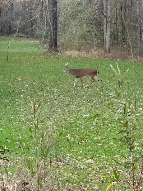 alabama_deer_lodge alabama deer lodge